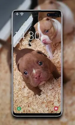 Puppy Wallpaper android App screenshot 1