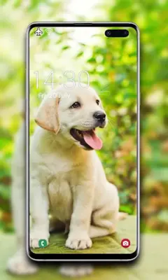 Puppy Wallpaper android App screenshot 5